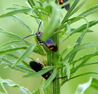[Through the long skinny green leaves of a plant with a think green stalk are several wasps. The one in the center is most visible with only a small portion of the center of its body hidden by a leaf. It has black antennae which are longer than the upper part of its body. The body is mostly black, but partial stripes of yellow are visible on the back segment of the body and a small portion at the neck.]